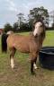 Entire Welsh Pony (Section B) For sale 2021 Buckskin