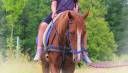 Gelding English Thoroughbred For sale 2015 Bay