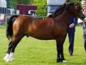 Top welsh C stallion forsale 